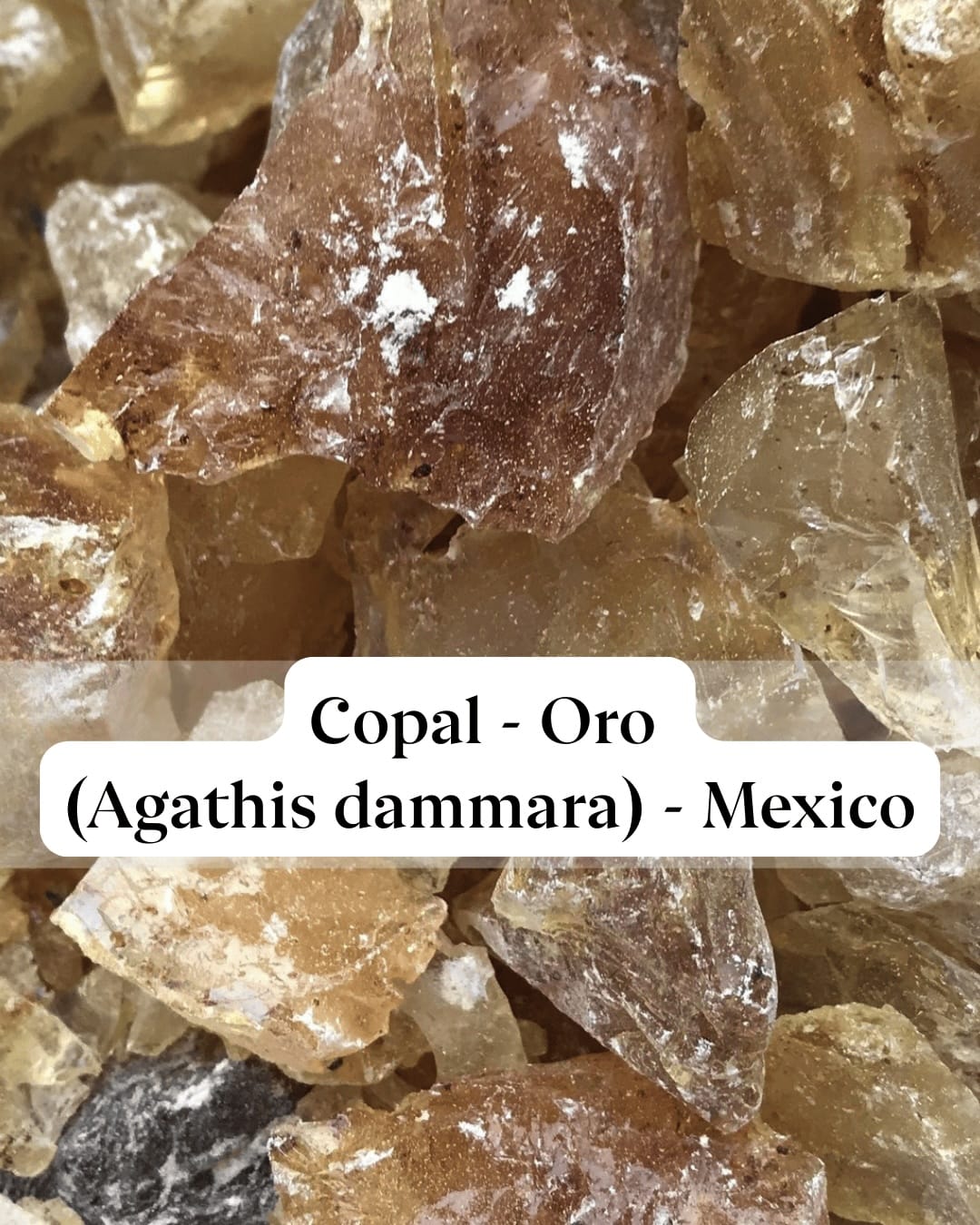 Close-up of golden Copal Oro resin pieces used for incense and purification.