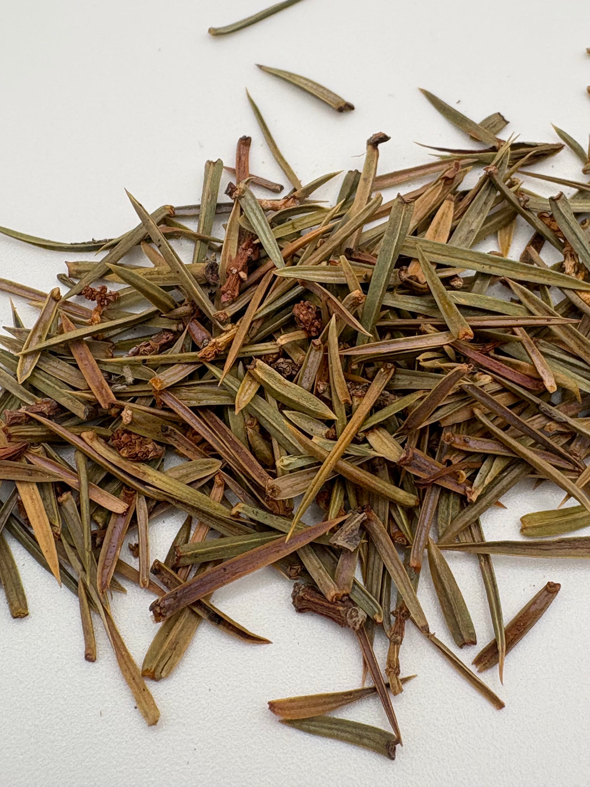 Close-up of Juniperus communis tips showing texture and earthy tones.