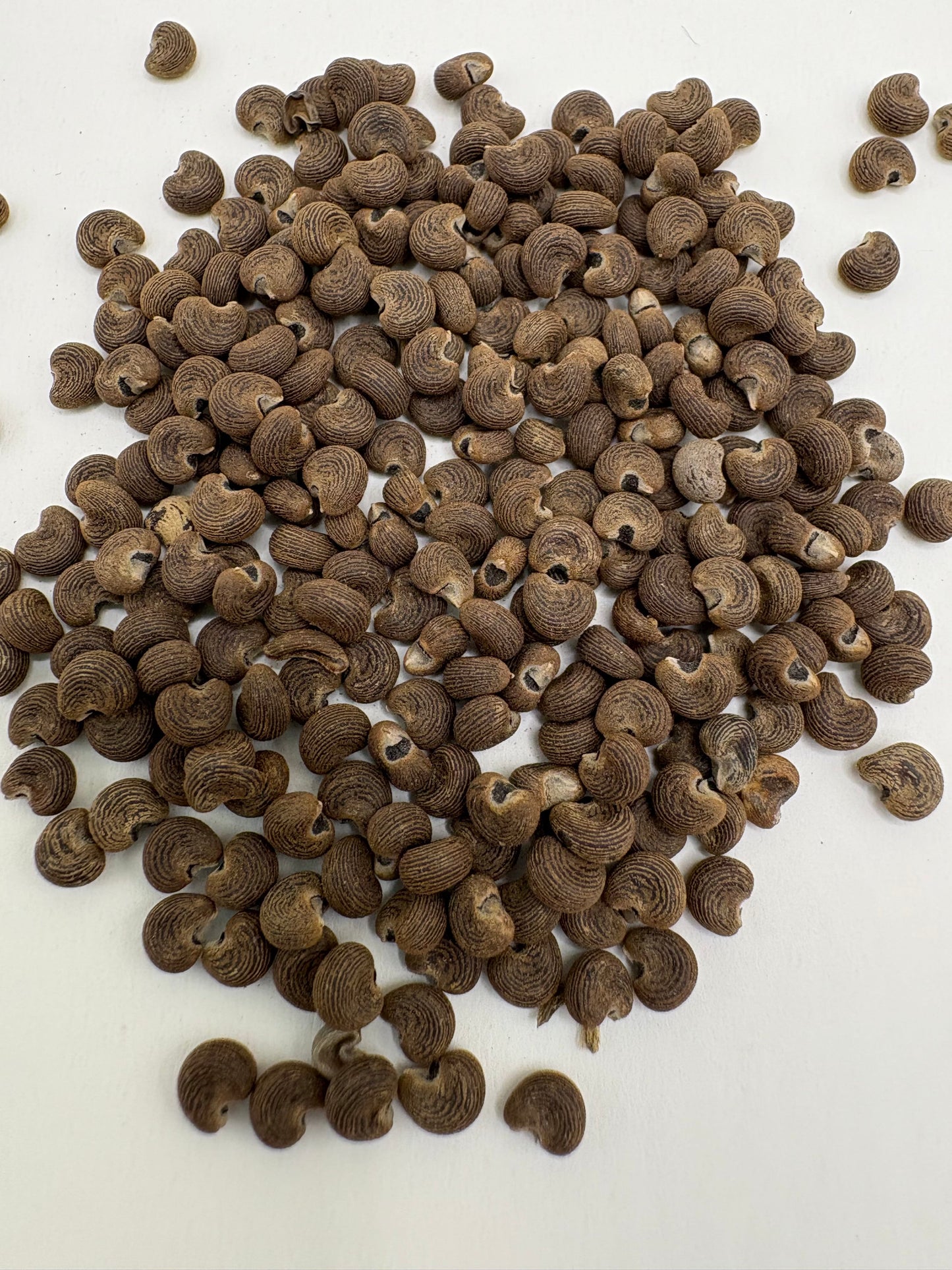 Musk Seeds (Ambrette) – 1 oz | Sweet Aromatic Botanical – India