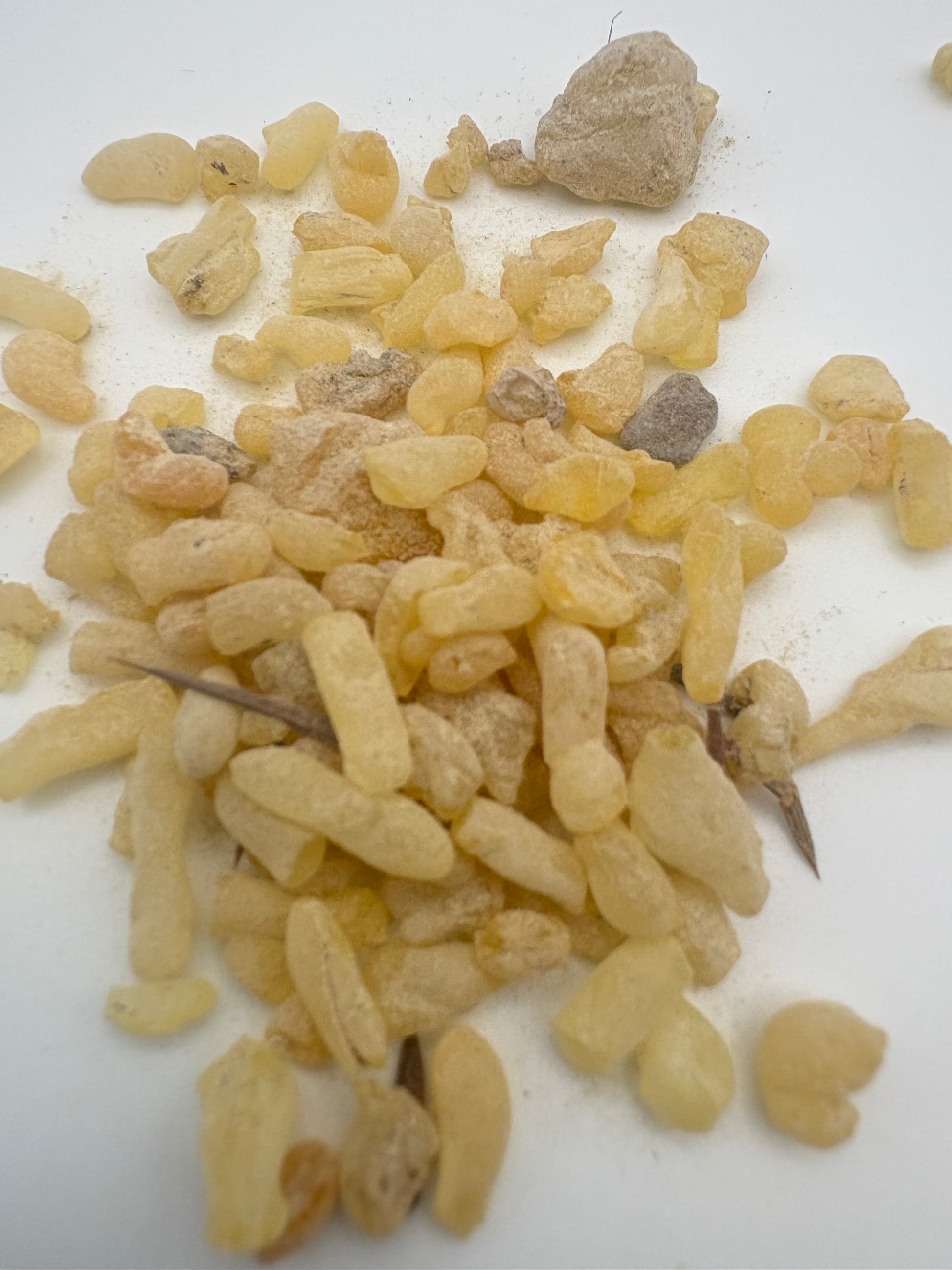 Sandarac Gum Resin from Morocco yellow