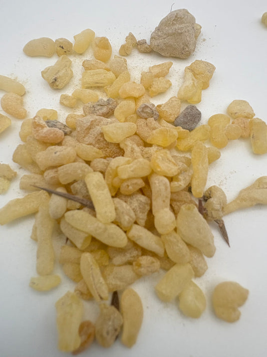 Sandarac Gum Resin from Morocco yellow