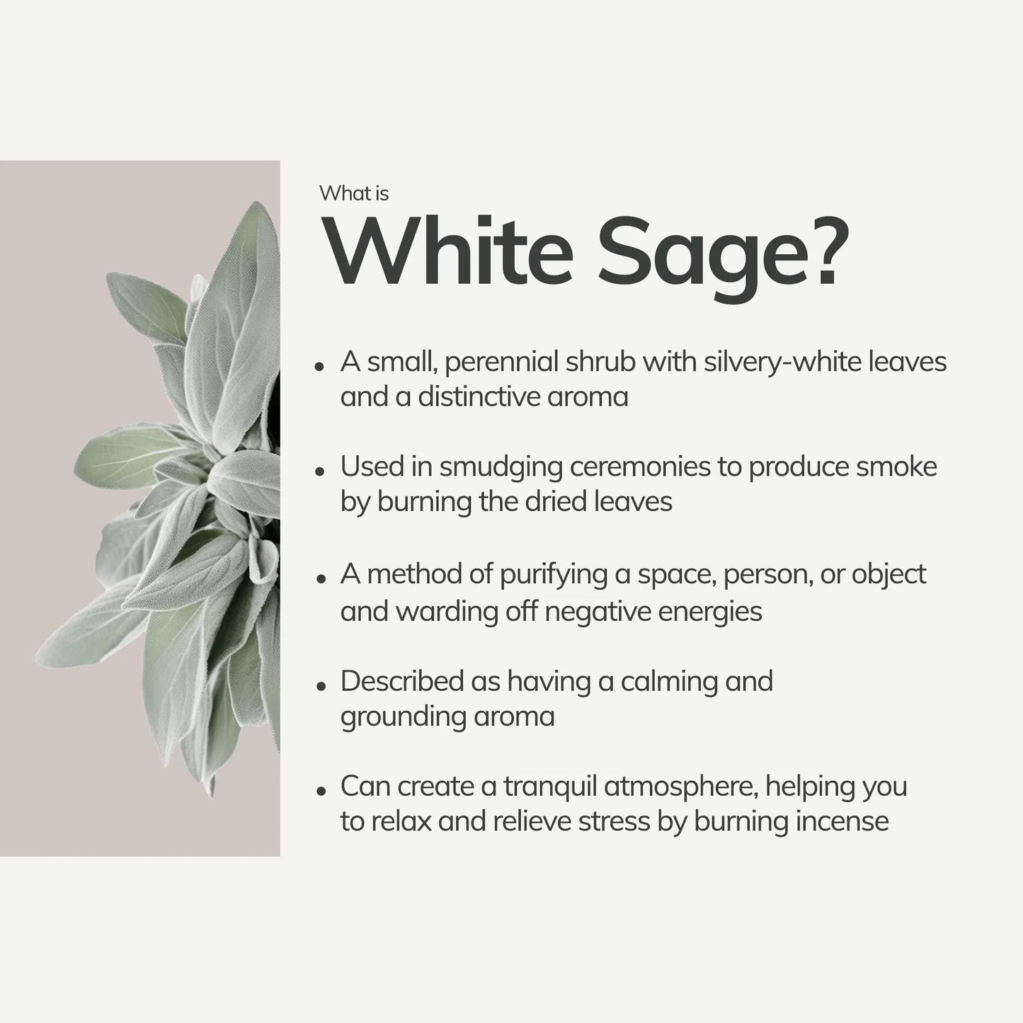 White sage plant with text about white sage on a light gray background